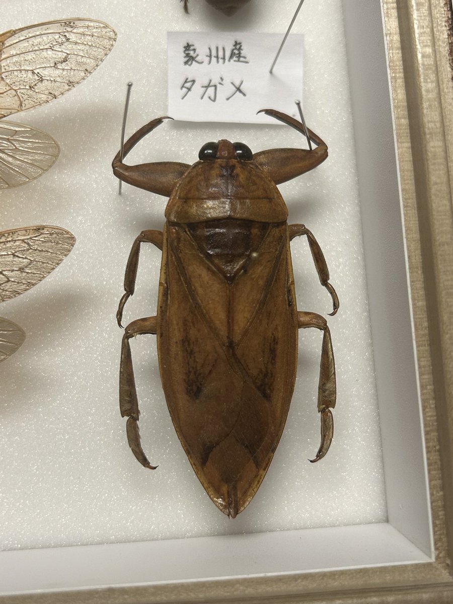 Insects-bne tweet media