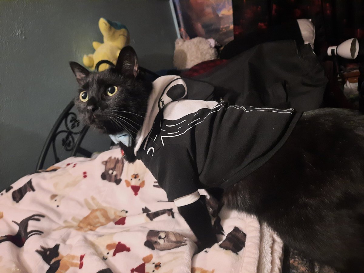 MFF here i come! 
Also heres an adorable photo of Lucifer in his new Halloween hoodie~