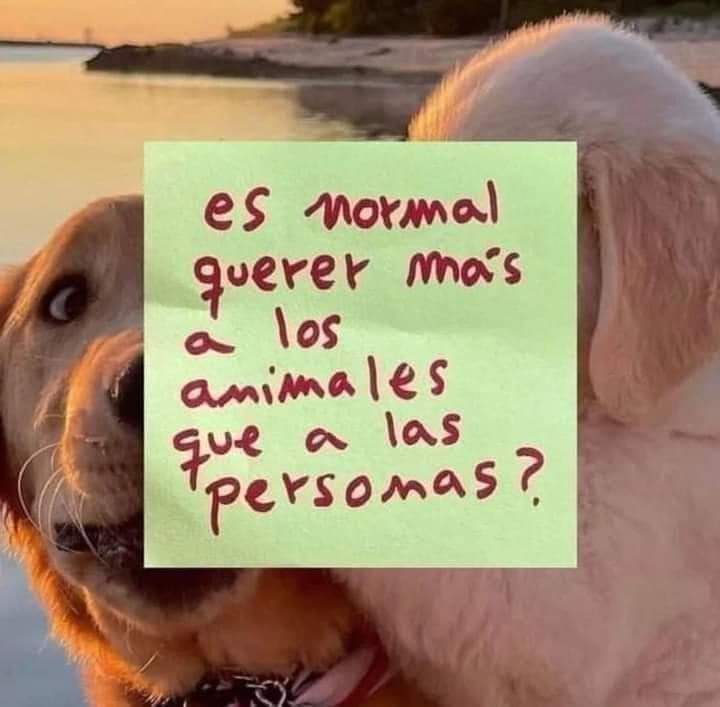 Y Tú..
Qué opinas 🤔🤔??.....

✨🐾🐾🐈‍⬛🐶🕊️💞❤️❤️