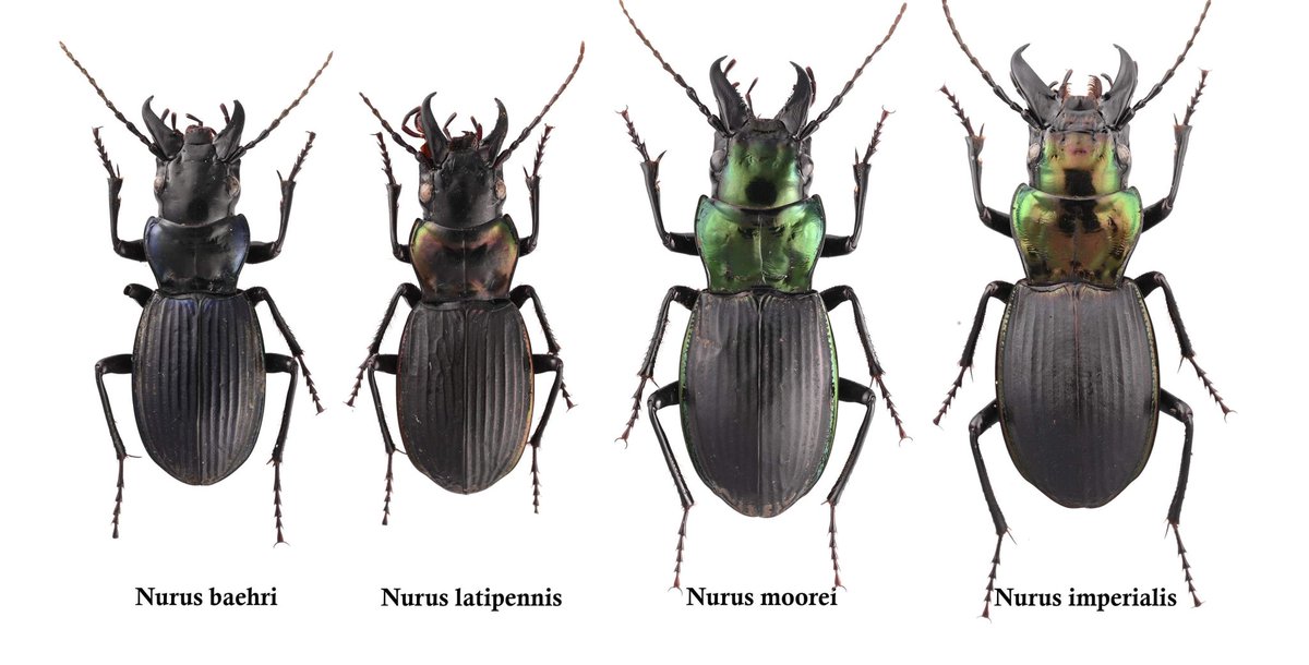 Insects-bne tweet media