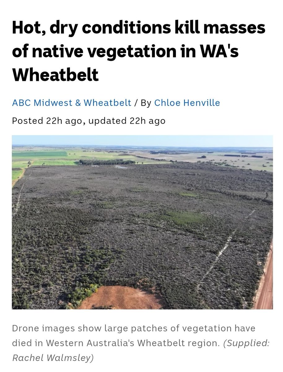 EucalyptAus's tweet photo. Very worrying news from the Western Australian Wheatbelt, home to iconic Salmon Gums, Wandoo, and Macrocarpa. 

A story repeated across landscapes from WA to Tasmania following the unrelenting local drought and heatwave conditions last summer. 
https://t.co/2gaIH97KBM https://t.co/ymHbreonsT