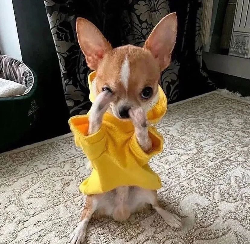 twaniimals's tweet photo. ㅤㅤㅤㅤ https://t.co/g3INLQh0Gv