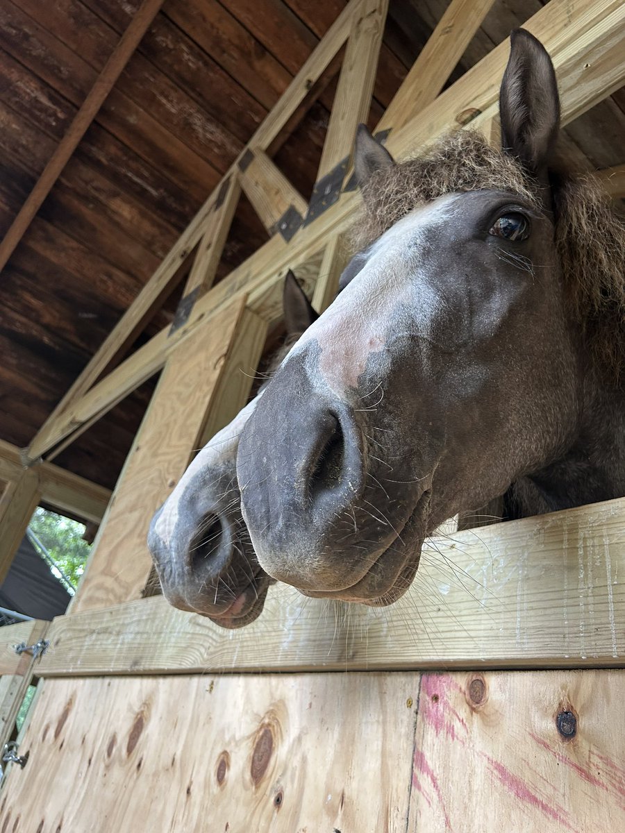 BrendaG52424052's tweet photo. @BlueStormComin1 #HorsesOfTwitter
#PetsForHarris !
Say hi to Asia and her son Sarg.! ( he has the chocolate chip at the end of his nose ) https://t.co/sO2ANYfWTh