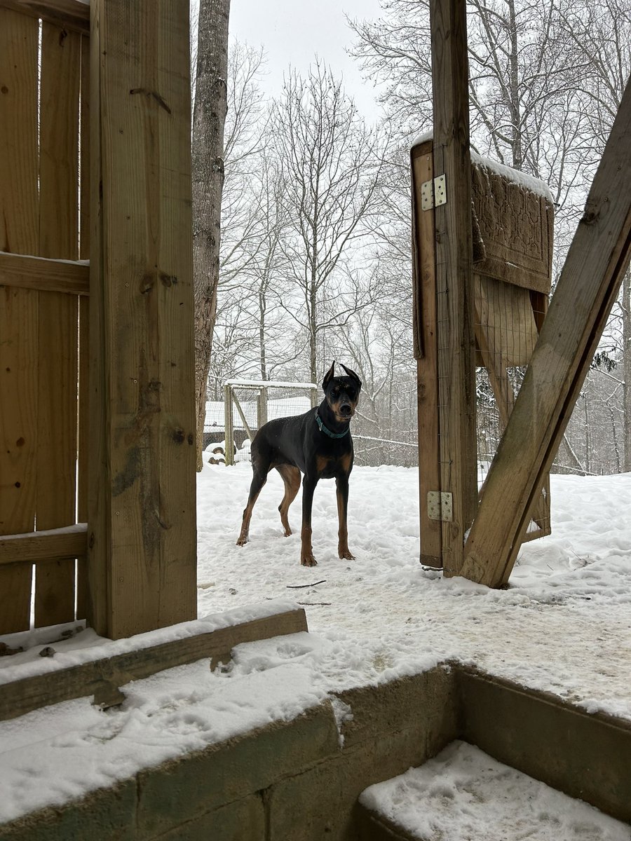 BrendaG52424052's tweet photo. @BlueStormComin1 #DobermansOfTwitter
#PetsForHarris
LFG!! https://t.co/BDbT6xMp5g