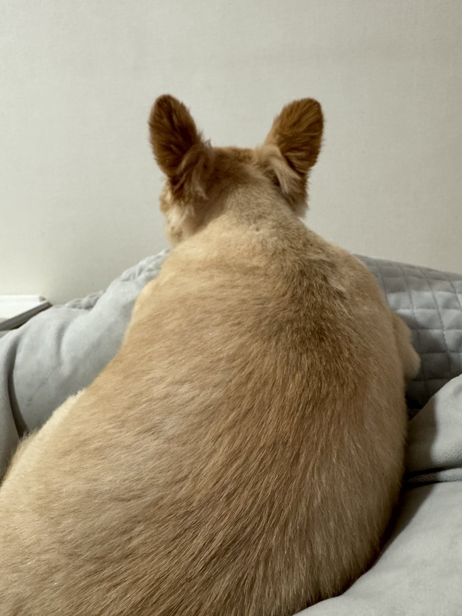 たくましいチワワの背中