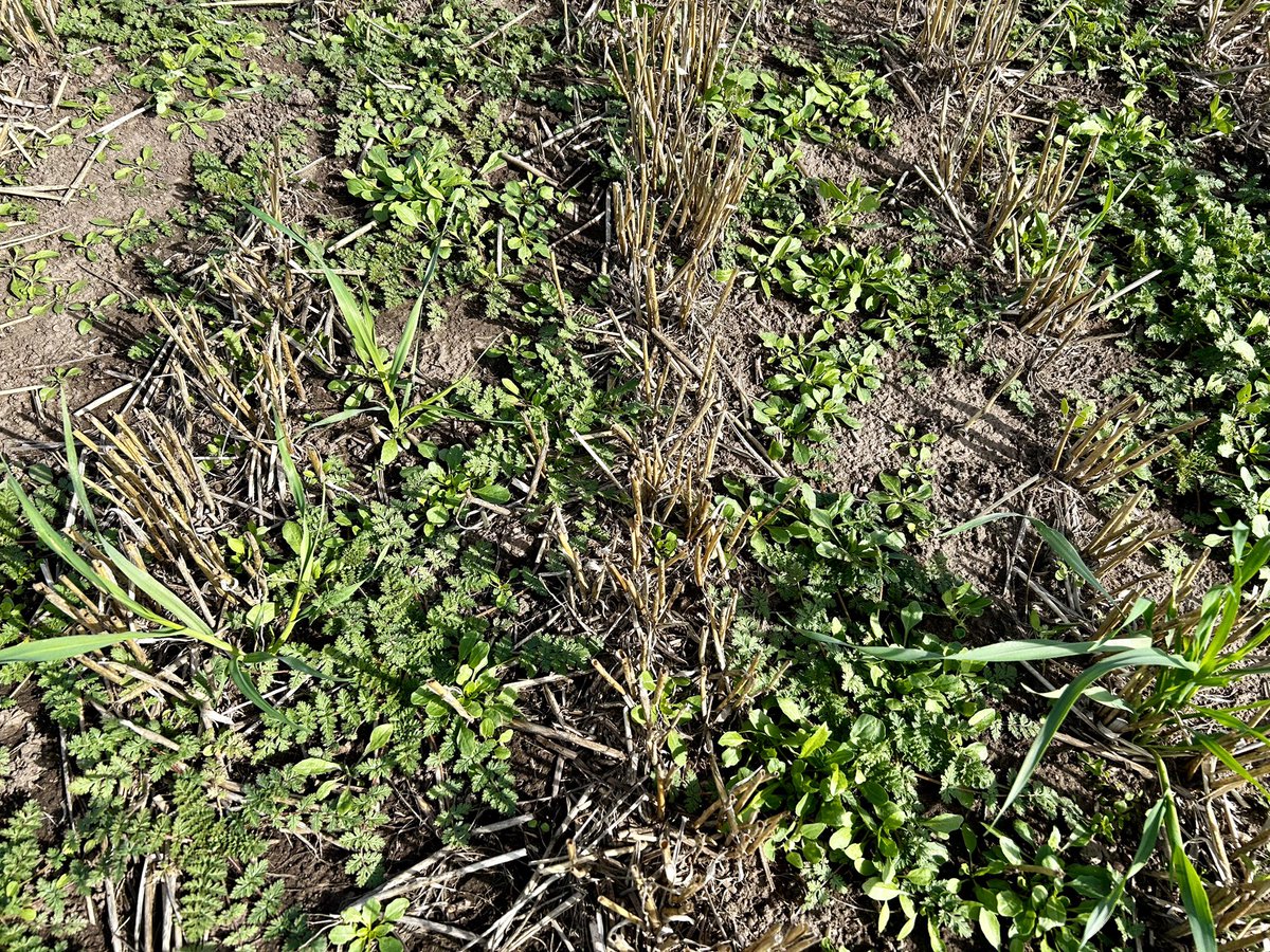 trouttroller's tweet photo. The late summer/fall rainfall is a blessing for next year’s crop, but it has resulted in an explosion of winter annual weeds. Now is the time to hit them with a post harvest herbicide application so they don’t steal that precious soil moisture. https://t.co/yaJvOz1NUp