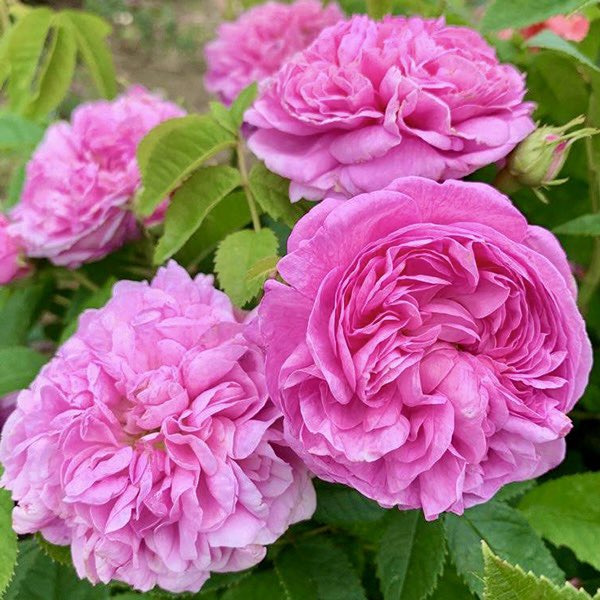 ‘Lawn as white as driven snow; Cyprus black as e’er was crow; Gloves as sweet as damask roses.’ #TheWintersTale #ShakespeareSunday #roses