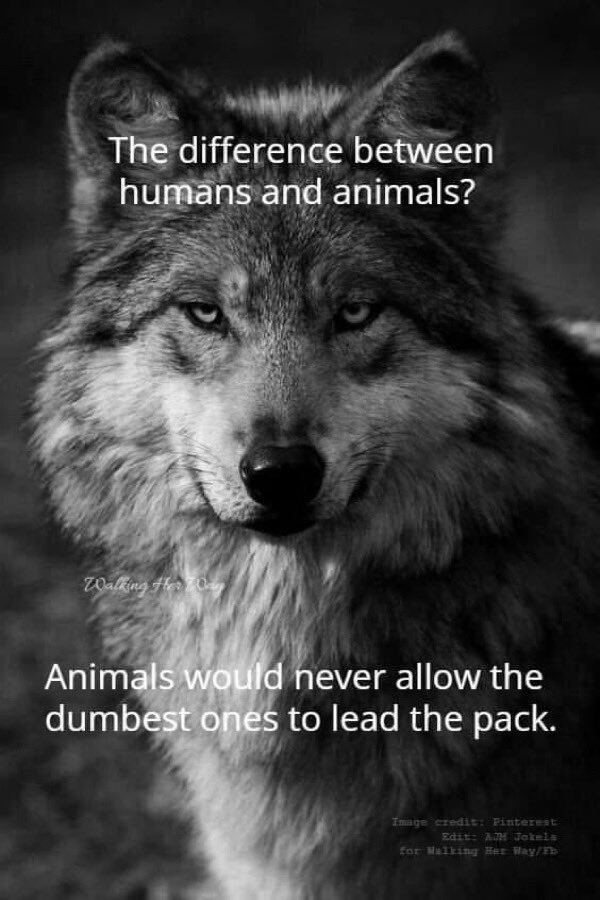 BigBadWolf (BBW) tweet media