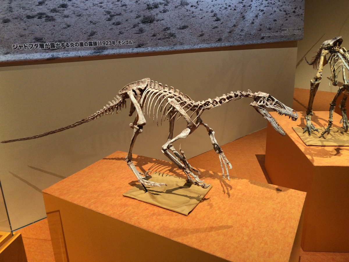 StJurassic's tweet photo. ヴェロキラプトルやデイノニクスなどの #ドロマエオサウルス科 の恐竜は羽毛を生やし、鳥類に近い種属だと言われています。その中で #バンビラプトル はその中でも肺につながる気嚢（きのう）を持っていたなど、他の仲間とは異なる点があります。 https://t.co/i5fkF0Aq5N
