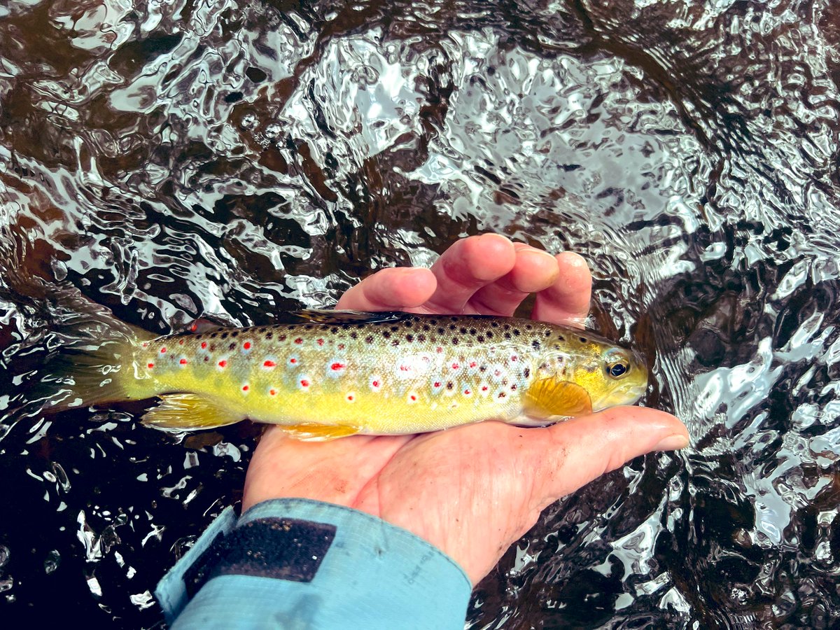 Early spring wade and wander. Could feel the chill in my bones.