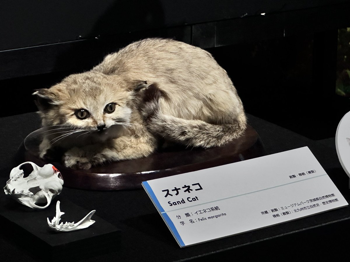 ネコ　大阪 特別展ネコ - Search / X