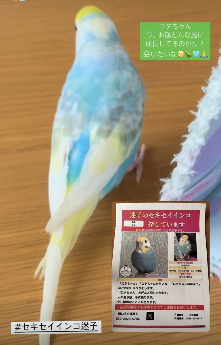 un_mkkmg's tweet photo. #セキセイインコ迷子 
保護してくださっている方に届きます様に🙏 https://t.co/iIBR1auscp