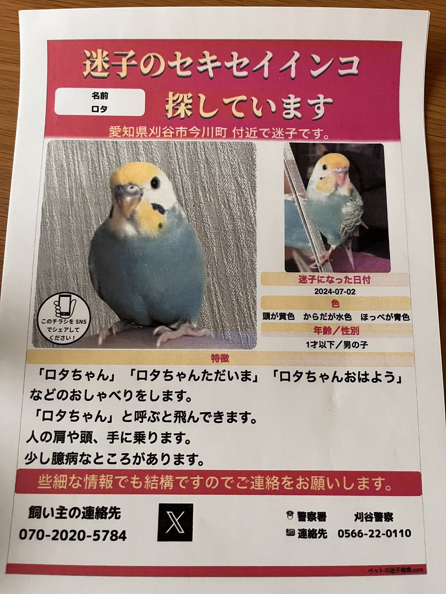 un_mkkmg's tweet photo. #セキセイインコ迷子 
保護してくださっている方に届きます様に🙏 https://t.co/iIBR1auscp