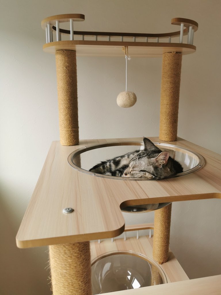 NICO_cat1205's tweet photo. Nico's secret base へようこそ！
雨の中ようこそお越しくださいましたニャ🐱☔

#猫をTLに流しちゃおう 
#猫と楽しく暮らそう 
#猫好きさんと繫がりたい𓏲𓎨 
#雨 #日曜日 https://t.co/481z4xPwr8