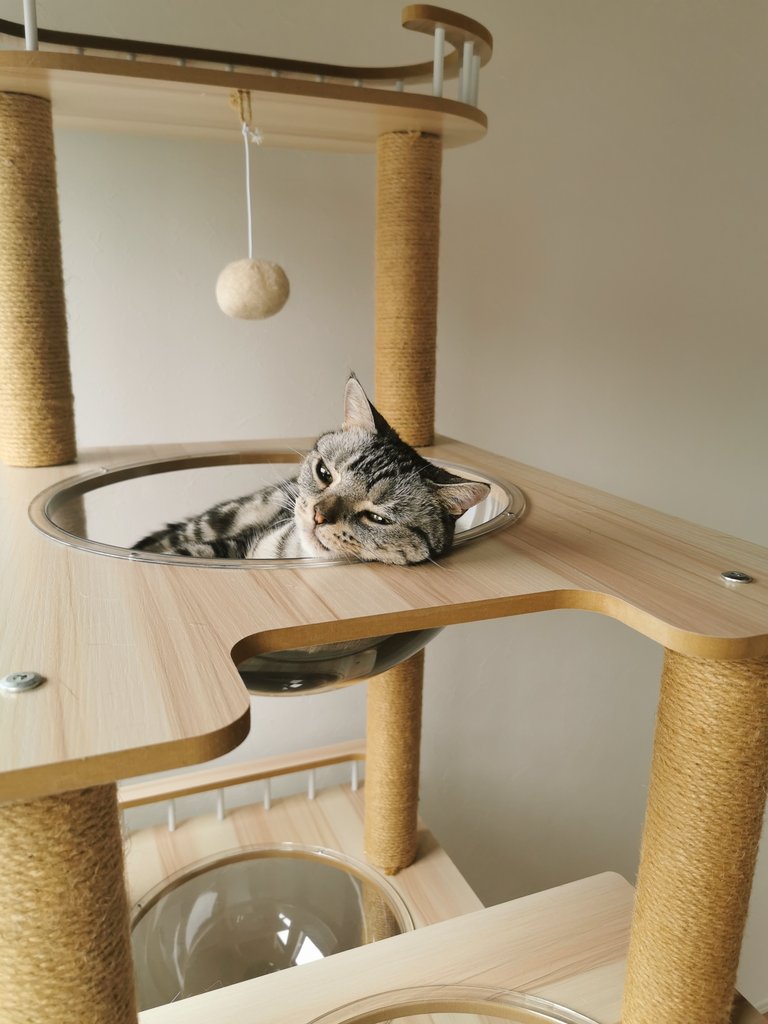 NICO_cat1205's tweet photo. Nico's secret base へようこそ！
雨の中ようこそお越しくださいましたニャ🐱☔

#猫をTLに流しちゃおう 
#猫と楽しく暮らそう 
#猫好きさんと繫がりたい𓏲𓎨 
#雨 #日曜日 https://t.co/481z4xPwr8