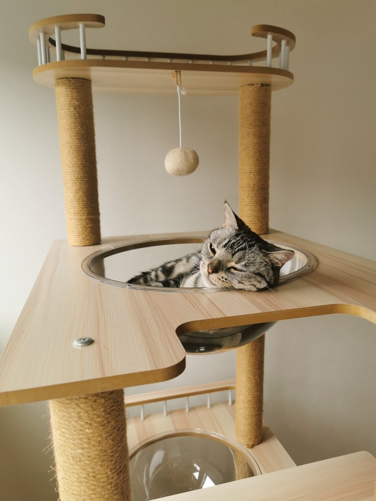 NICO_cat1205's tweet photo. Nico's secret base へようこそ！
雨の中ようこそお越しくださいましたニャ🐱☔

#猫をTLに流しちゃおう 
#猫と楽しく暮らそう 
#猫好きさんと繫がりたい𓏲𓎨 
#雨 #日曜日 https://t.co/481z4xPwr8