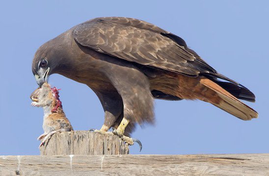 iowahawkblog's tweet image. Gopher, it’s what’s for dinner
