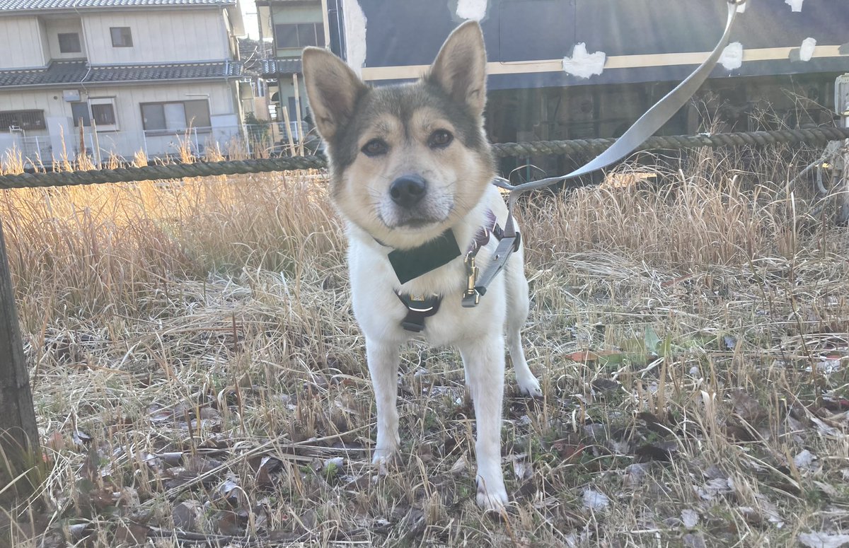 kimubambimix's tweet photo. 【目撃情報下さい！】
豊田市で迷子の雑種犬りんちゃんまだ見つかりません。古くても曖昧でも構いません情報が欲しいです。私たちは長期戦覚悟でいますが、今この瞬間も危険な目に遭わせていることを忘れず少しでも早く保護できるようにしたいです。拡散にご協力お願いします。#愛知県 #迷い犬 #迷子犬 https://t.co/9lsItcZzTF