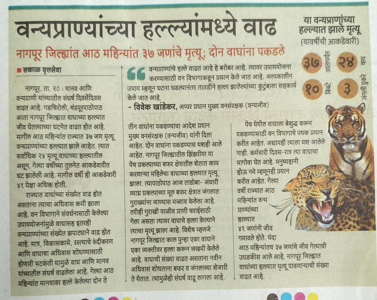 GautamNitnaware's tweet photo. वन्यप्राण्यांच्या हल्ल्यामध्ये वाढ 
मानव व वन्यप्राणी यांच्यातील संघर्ष दिवसेंदिवस वाढत आहे. गडचिरोली, चंद्रपूरपाठोपाठ आता नागपूर जिल्ह्यात वाघाच्या हल्ल्यात जीव घेतल्याच्या घटनेत वाढत होत आहे. मागील आठ महिन्यांत राज्यात ३७ जण मृत्यू वन्यप्राण्यांच्या हल्ल्यात झाले आहेत.@SVW790 https://t.co/M7XL8RnnAs