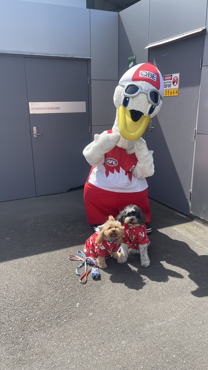 Thanks Cyggy for coming out of the scg to get a snap of my dogs. 
Let’s go swans! <a href="/sydneyswans/">Sydney Swans</a> 
<a href="/AFL/">AFL</a> #afl #sydneyswans #swans #cyggy #❤️🤍❤️🤍 #🦢 #fanday #opentraining
