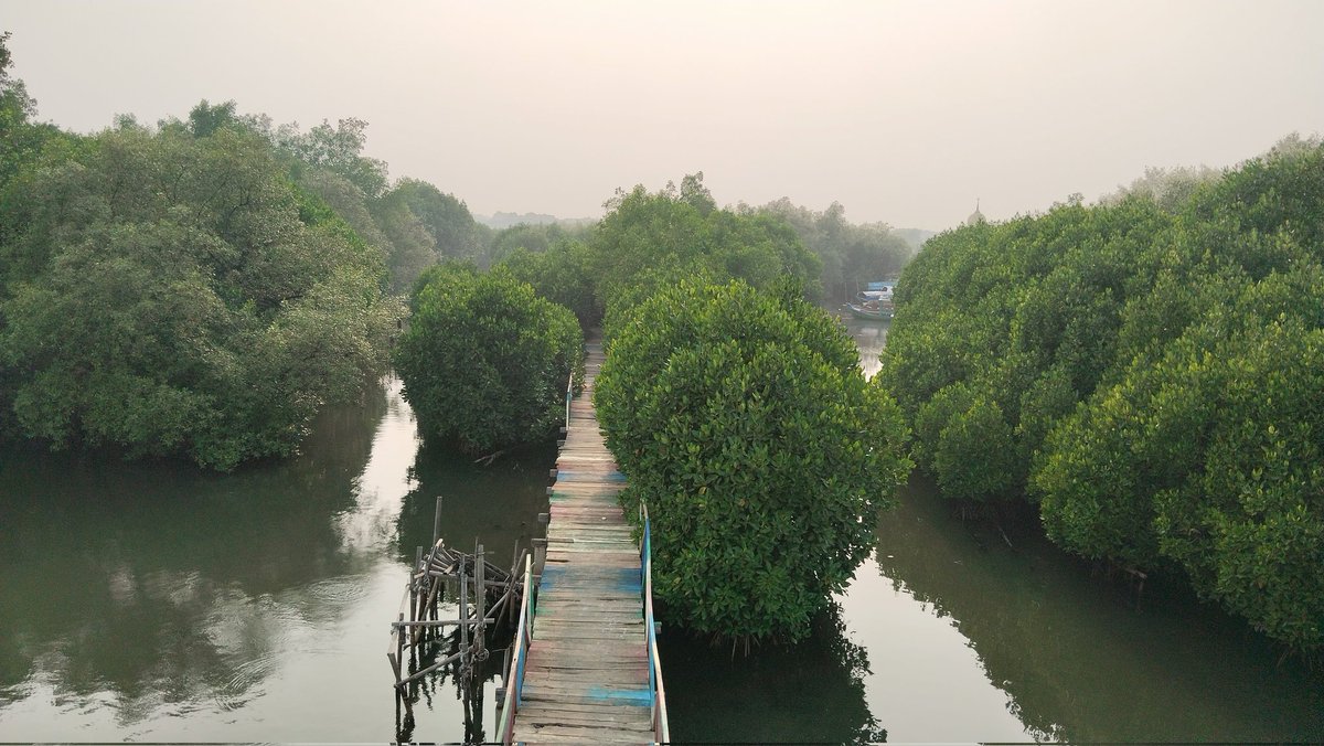 Menikmati keindahan alam taman hutan mangrove