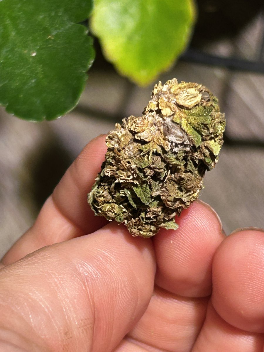 Hillydoe tweet media