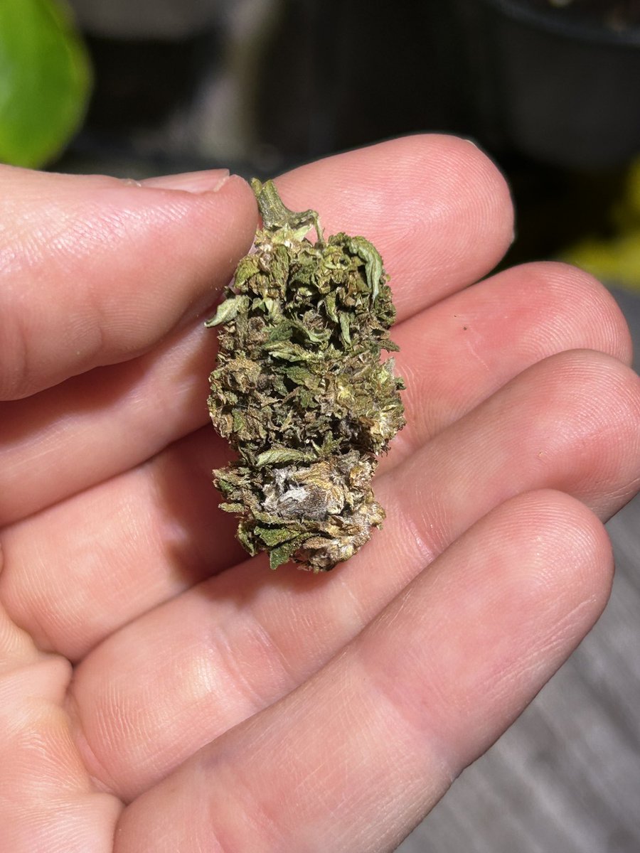 Hillydoe tweet media