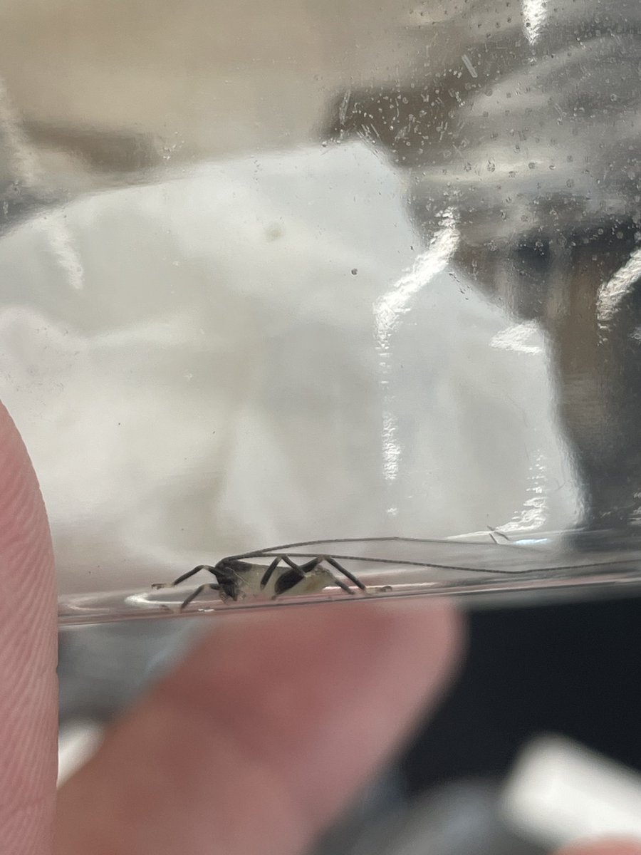 ヒノマルコロギスはお腹がなるべく大きく、餌食べてそうな子を連れてきてます
流通量は多くない種類なので 欲しい方は是非！