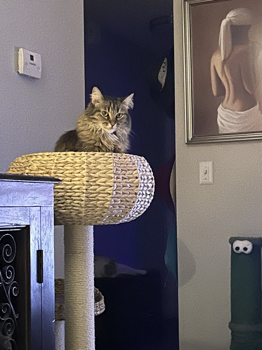 bobby_ginger1's tweet photo. Sammy in her basket. Such a sweet babe she is. #tabby #sweetkitty ๐ค๐ค๐ป https://t.co/Ayq0mKAuuf