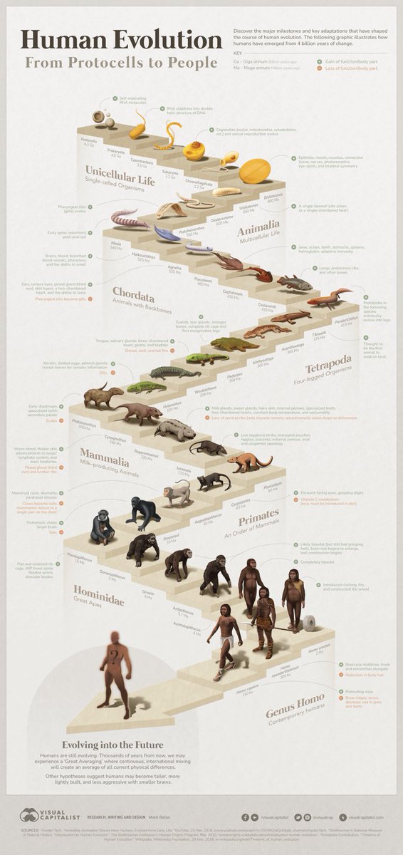 4 Billion Year Path of Human Evolution 🧬