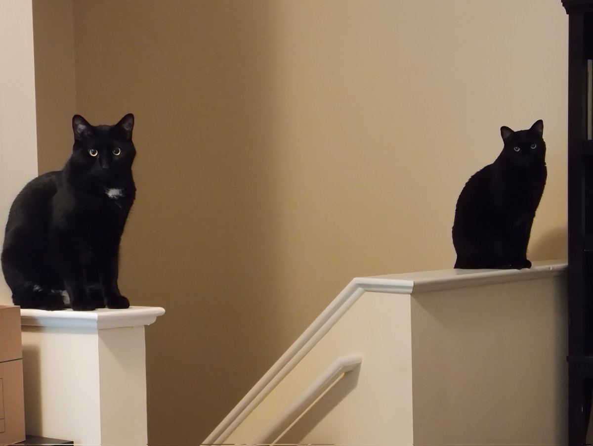 EveSkeptic's tweet photo. @TheCrustyCash @TheCatSenate Edmund and Bede are going as black cat bookends. https://t.co/p7KxXJpYyK