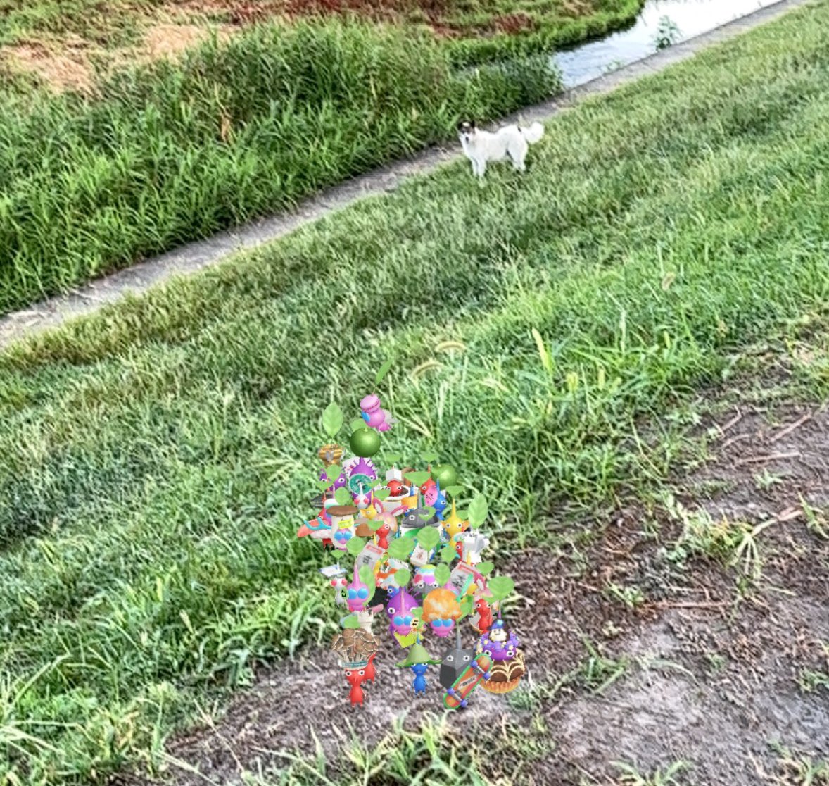 ParaPomm's tweet image. #ピクミンブルーム　
#ピクミンブルームARフォト部 
#野良犬？
今日の出勤途中で野良犬がサンドイッチ咥えて歩いてた。
ここ数日見かける。(ᐡ •͈ ·̫ •͈ ᐡ)
写真は数日前のです。