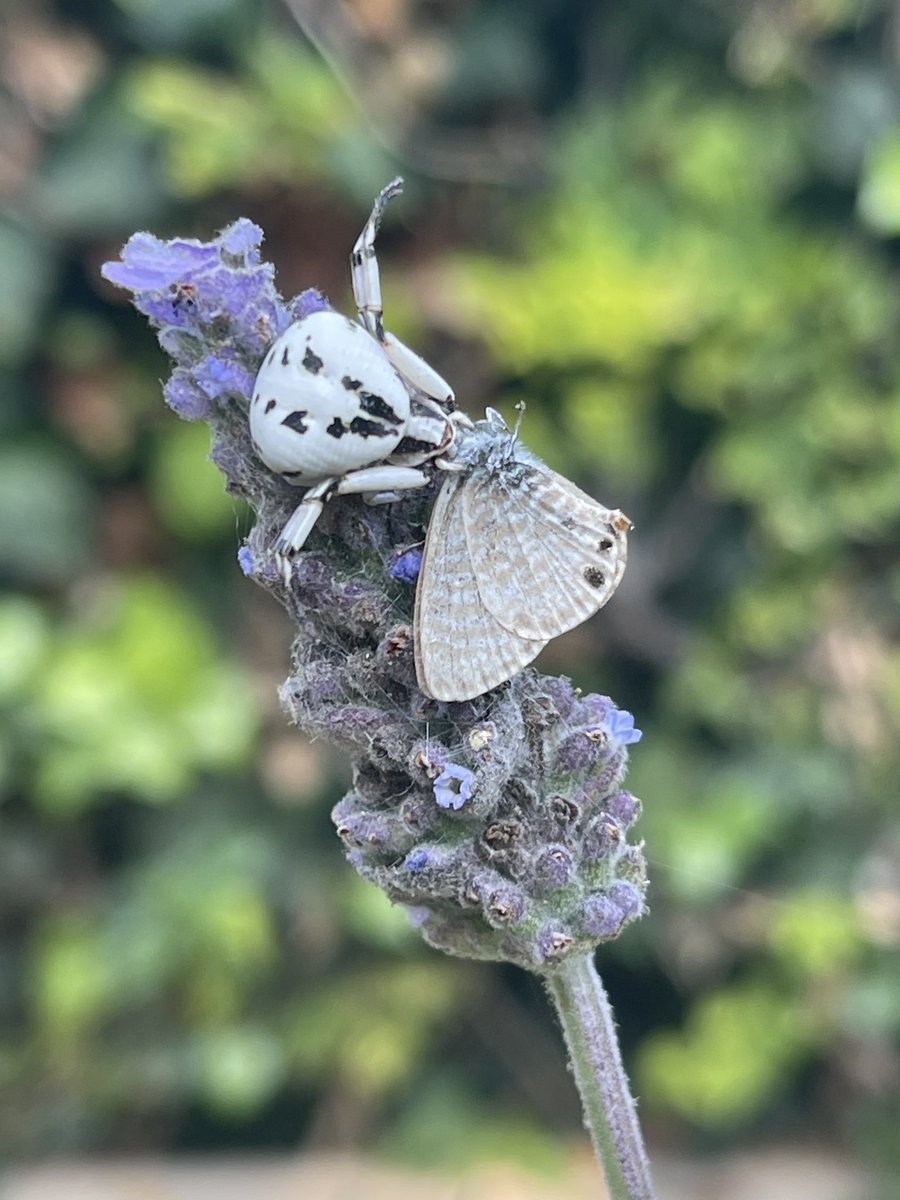 Corey May tweet media