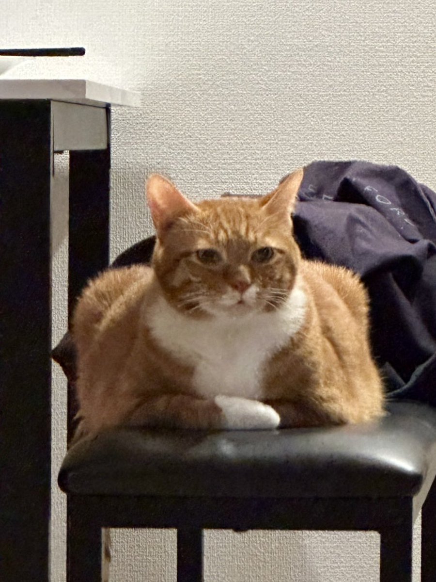 xoxoxChriSxoxox's tweet photo. なんかウチのネコ四角くない？😳ナニコレ

#catlovers #meow #funnycats #adorablecat #squarecat #四角い猫 #ねこ #ねこ部 #ねこのいる生活 #ねこ好き #ねこのいる暮らし #猫 #ぬこ #おもしろ猫 #かわいいねこ #可愛い猫 https://t.co/9MC7vOHF1c