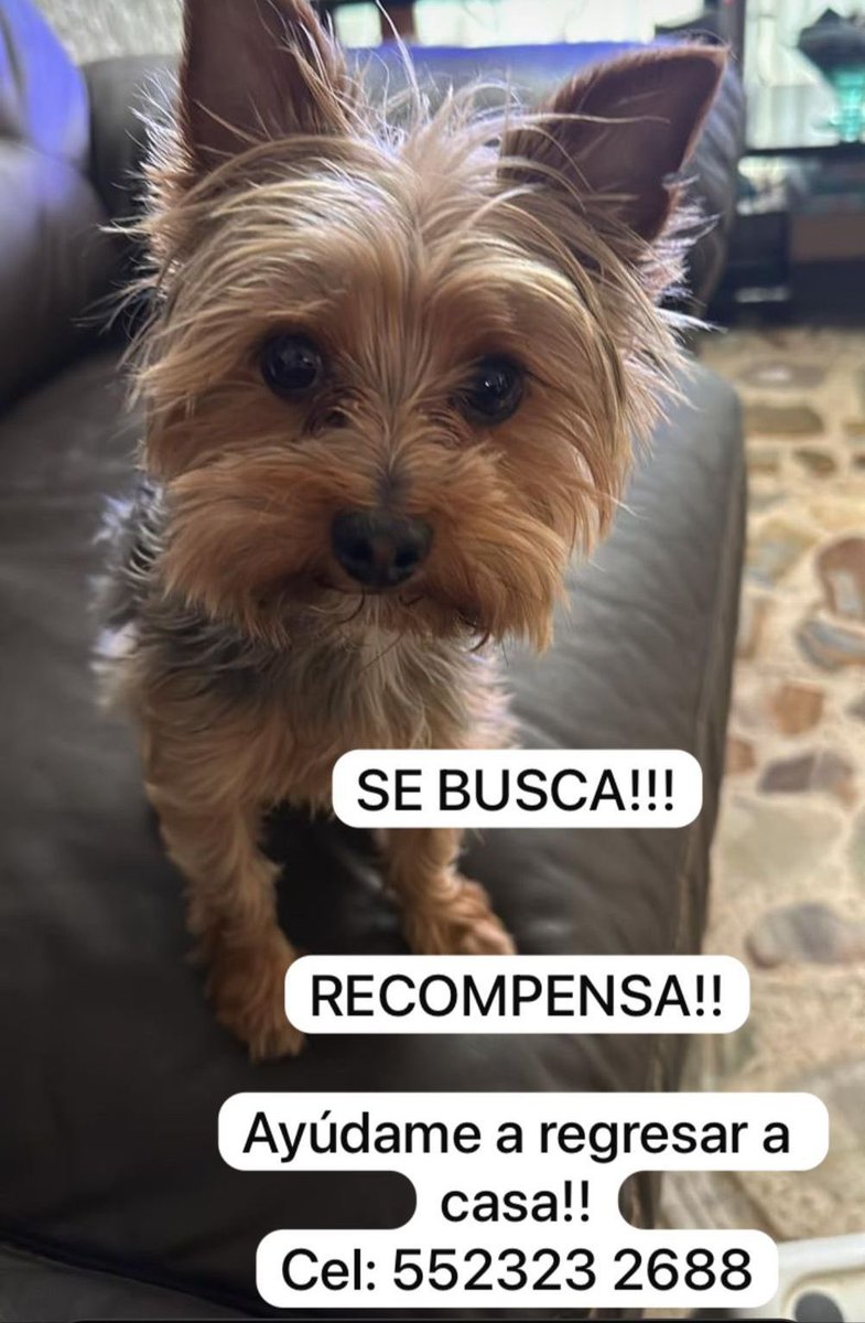 diana_dfc's tweet photo. Me ayudan a compartir 🙏🏻🙏🏻🙏🏻 perdido viernes 19 de septiembre en Venustiano Carranza, sin collar de id ni placa 🤦🏻‍♀️ @MascotasSismo @perrososmx @IsabelJunco @Lacasadelsalchi @U_PLATEROS @nydiacervera @acano52 @mayumiguillen @milesdegatos @hogarluwina https://t.co/1vY4F1U0Dx