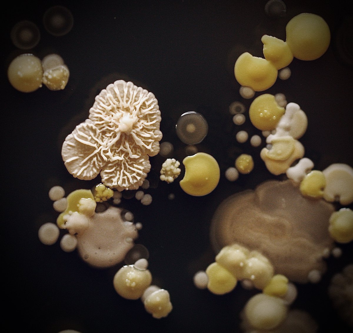 tasturm1's tweet image. #DescribeThatMicrobe Just finished looking at the last of the #Handprints for the HSI STEAM event @CabrilloCollege Some interesting colors and textures! @ASMicrobiology @HardyDiagnostic #SciComm #Science #microbiology