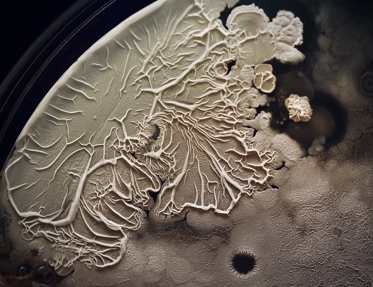 tasturm1's tweet image. #DescribeThatMicrobe Just finished looking at the last of the #Handprints for the HSI STEAM event @CabrilloCollege Some interesting colors and textures! @ASMicrobiology @HardyDiagnostic #SciComm #Science #microbiology