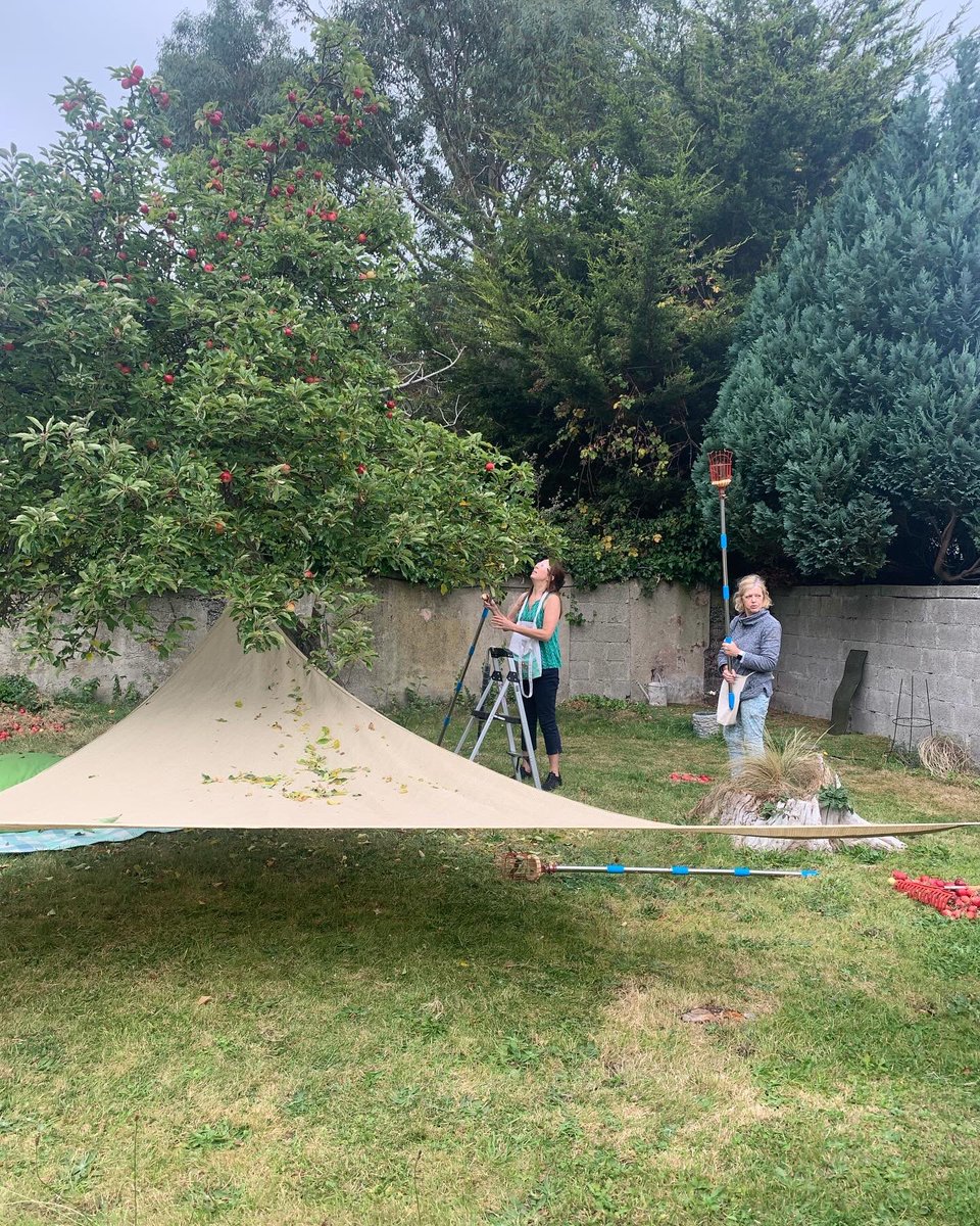 🍎Friday in Greystones yielded about 90 kilos of delicious apples. Our kind donor, formerly a FF volunteer, helped pick and delivered apples to a hospice. Thanks to our harvesting team - Anne, Deirdre, Geraldine - for great work and great fun. Huge thanks to all involved 🍎💚🍎