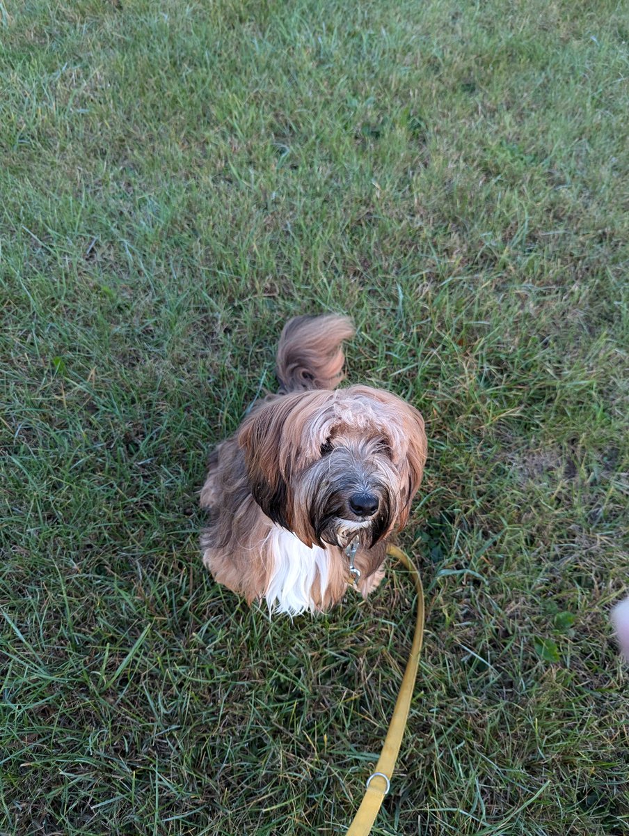 Der Herbst beginnt bei uns bunt 🍂🌄

Habt einen entspannten Sonntag!
💙🌼🍀🐾💙