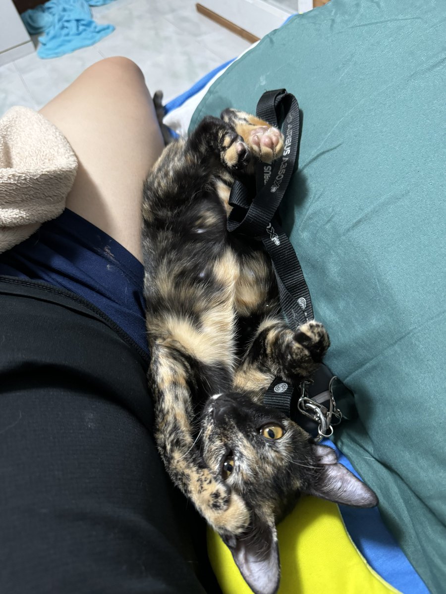 โตมา 5 เดือนแล้วก็ยังหาบ้านอยู่นะ

ลูกแมว 4 ตัวที่แสนจะน่ารักสมวัย
รับเลี้ยงตอนนี้แถมฟรีอาหารแมว 1 กก

🐈 แมวจ้มตัวผู้ทั้งคู่
🐈‍⬛ สามสีตัวเมียทั้งคู่

*คัดบ้านและส่งฟรีกรุงเทพและพื้นที่ใกล้เคียง*

#หาบ้านให้น้องแมว #แมวหาบ้าน #แมวจร #หาบ้าน #แมวสีเปรอะ #แมวส้ม #แมว