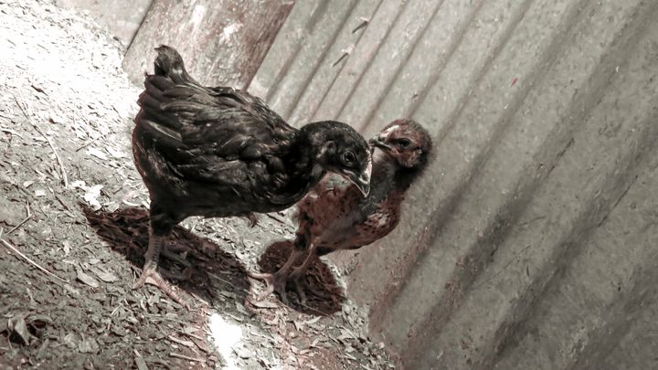 WolfHawk0915's tweet photo. Art of the Day: "Chicken Little Rascals". Buy at: https://t.co/4Wk8OvzQJp https://t.co/8AmdsLcwhZ