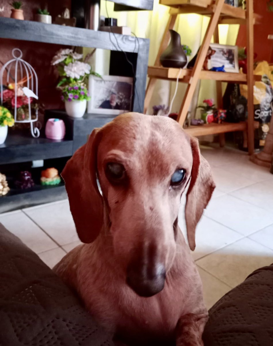 Escuadrón Salchicha tweet media