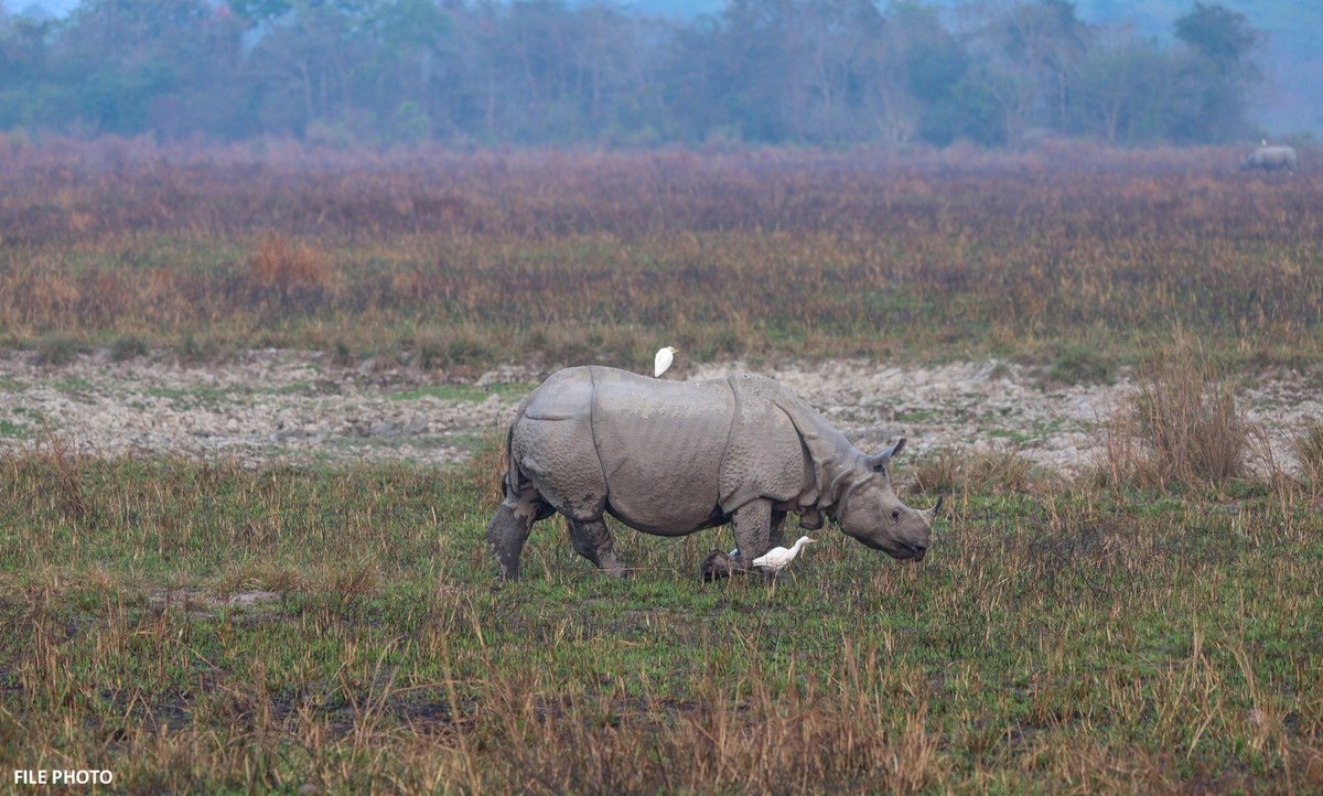narendramodi's tweet photo. Today, on #WorldRhinoDay, let us reiterate our commitment to protect one of our planet’s most iconic species—rhinos. Compliments to all those involved in rhino conservation efforts over the last many years. 

It is a matter of immense pride that India is home to a large number of one horned rhinos. I also fondly recall my visit to Kaziranga in Assam and urge you all to visit there as well.