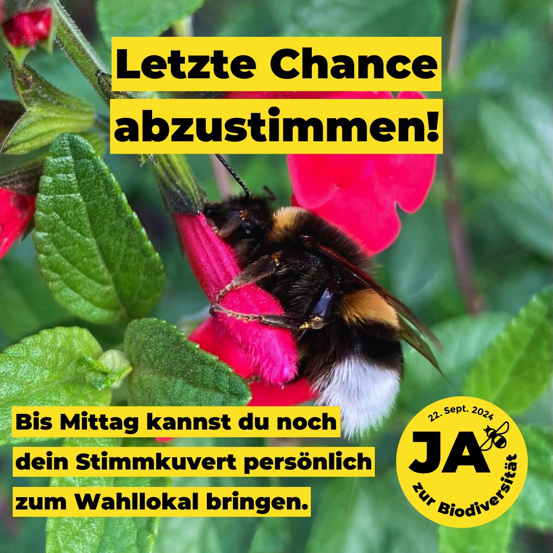 Heute ist die allerletzte Möglichkeit, deine Stimme für die #Biodiversität abzugeben. Bis Mittag kannst du dein Stimmkuvert persönlich zum Wahllokal bringen. Mit deiner Stimme kannst du ein Zeichen für den Schutz unserer Lebensgrundlage setzen! #JAzurBiodiversitaet