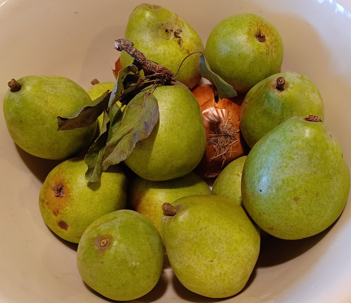 tch567's tweet photo. Right off the tree... 💚
Onion helps ripen ✨️🍐
#IheartAutumnHarvest
#BlessedBounty 🕊
#Garden2Table https://t.co/fHsVAdLGRM