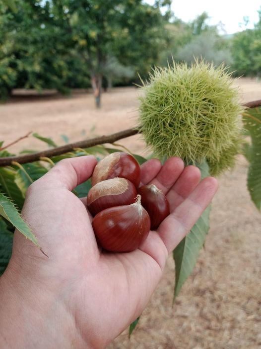 alentejo_1970's tweet photo. Começa o tempo delas! #Castanhas 🍃 https://t.co/dKwn3w3SgZ