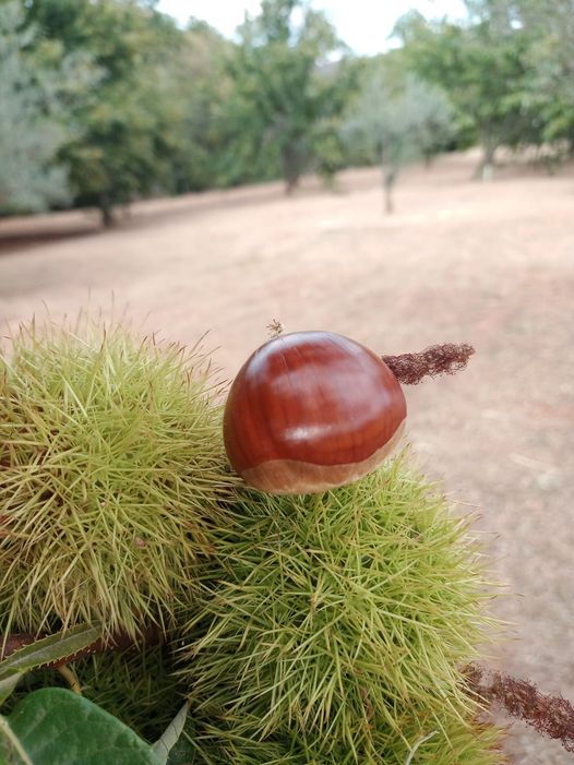 alentejo_1970's tweet photo. Começa o tempo delas! #Castanhas 🍃 https://t.co/dKwn3w3SgZ