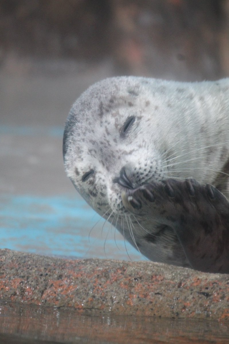 cha_seal228's tweet photo. しぶきが笑顔で溢れる毎日でありますように(-ω-人)

2024.8
#しながわ水族館 #しぶき https://t.co/aO8ar5T3VJ