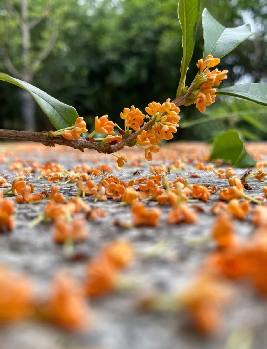 今日秋分
几度秋意浓，最是桂花香