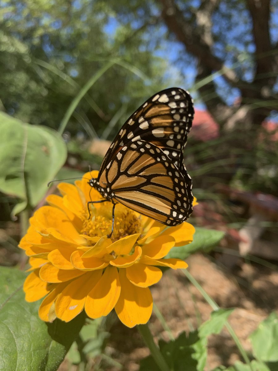 #SundayYellow